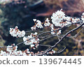 Cherry blossom or Sakura blooming on twig during springtime 139674445
