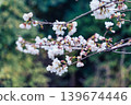 Cherry blossom or Sakura blooming on twig during springtime 139674446