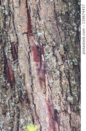 Close-up of the bark of Crataegus monogyna, a common hawthorn, covered in lichen. Close-up of the bark of Crataegus monogyna, a common hawthorn, covered in lichen. 139674457