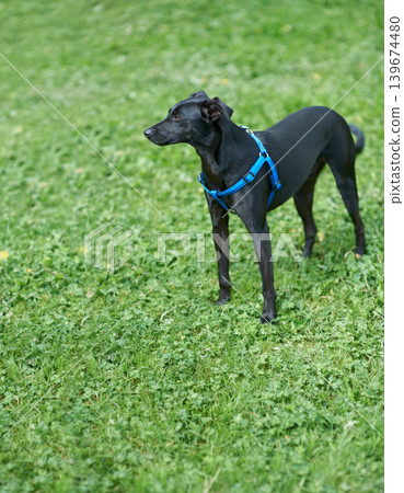 Dog, collar and outdoor grass or walk in field for puppy training, discipline for healthy pet. Labrador, retriever and mix obedience and kennel shelter or summer countryside, environment for workout Dog, collar and outdoor grass or walk in field for puppy training, discipline for healthy pet. Labrador, retriever and mix obedience and kennel shelter or summer countryside, environment for workout 139674480