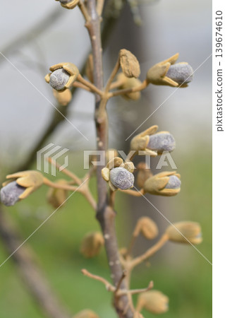 Princess Tree Flower Buds on Branch Princess Tree Flower Buds on Branch 139674610