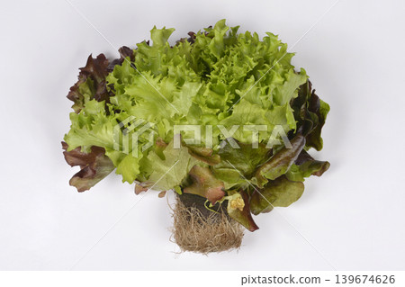 Fresh Red and Green Leaf Lettuce with Roots Fresh Red and Green Leaf Lettuce with Roots 139674626