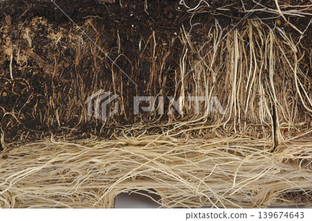 Close up of chives plant roots and soil structure Close up of chives plant roots and soil structure 139674643