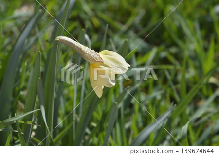 Daffodil Sempre Avanti Daffodil Sempre Avanti 139674644