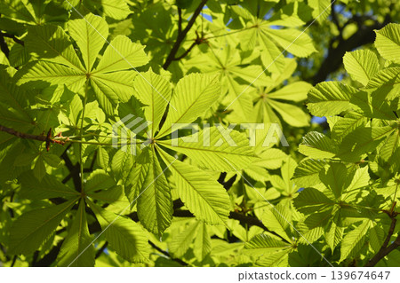 Horse Chestnut Leaves in Bright Sunlight Horse Chestnut Leaves in Bright Sunlight 139674647