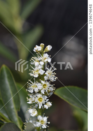 Cherry Laurel Blossoms in Close Up Cherry Laurel Blossoms in Close Up 139674648