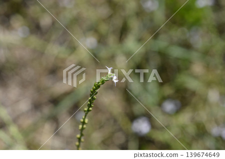 Common Vervain Stem with Tiny Flowers Common Vervain Stem with Tiny Flowers 139674649
