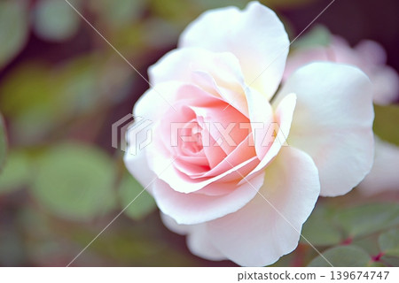 Rose of spring Rose of spring 139674747