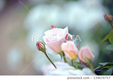 Rose of spring Rose of spring 139674757