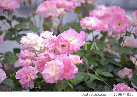 Rose of spring Rose of spring 139674833