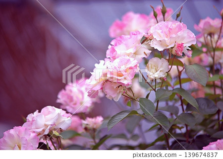 Rose of spring Rose of spring 139674837