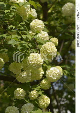 Red Guelder Rose Red Guelder Rose 139674920