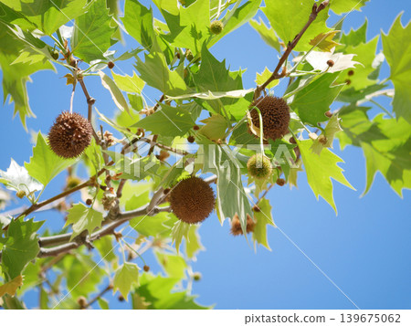 London Plane Tree Branch with Green Leaves and Seed Balls London Plane Tree Branch with Green Leaves and Seed Balls 139675062
