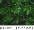 Green Leaf Texture Background with Dense Foliage 139675064