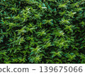 Green Leaf Texture Background with Dense Foliage 139675066
