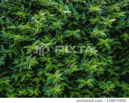 Green Leaf Texture Background with Dense Foliage Green Leaf Texture Background with Dense Foliage 139675066