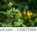 Yellow Celandine Wildflowers in Green Forest Meadow 139675068