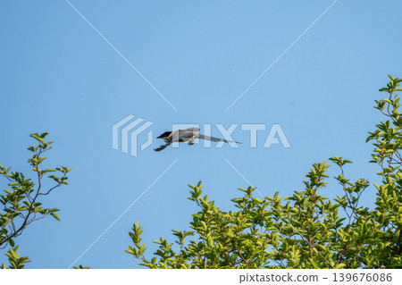 Flight of Onaga Flight of Onaga 139676086