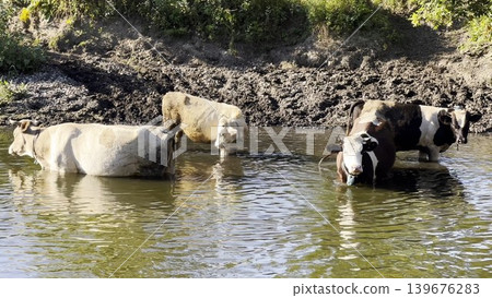 Small herd of cows stands in a shallow river, cooling off on a hot summer day. The calm water reflects the sunlight as the animals rest and seek relief from the heat in a peaceful rural landscape 139676283