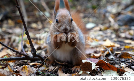 Wild fluffy squirrel gnawing nuts at forest. Cute brown rodent eating found walnuts at autumn park. Portrait to small sciurus chewing food outdoor. Concept of wildlife Wild fluffy squirrel gnawing nuts at forest. Cute brown rodent eating found walnuts at autumn park. Portrait to small sciurus chewing food outdoor. Concept of wildlife 139676325