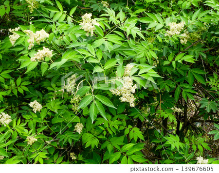 The flowers of the elderberry tree, which has been called "sekkotsuboku" (bone-setting tree) since ancient times. The flowers of the elderberry tree, which has been called "sekkotsuboku" (bone-setting tree) since ancient times. 139676605