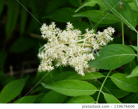 The flowers of the elderberry tree, which has been called "sekkotsuboku" (bone-setting tree) since ancient times. The flowers of the elderberry tree, which has been called "sekkotsuboku" (bone-setting tree) since ancient times. 139676606