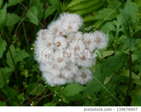 The female flowers of the butterbur plant grow tall and develop white, fluffy hairs that float in the wind like dandelions. 139676607