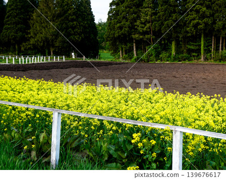 在小岩井農場,油菜田和耕地將種植齒狀玉米。 在小岩井農場,油菜田和耕地將種植齒狀玉米。 139676617