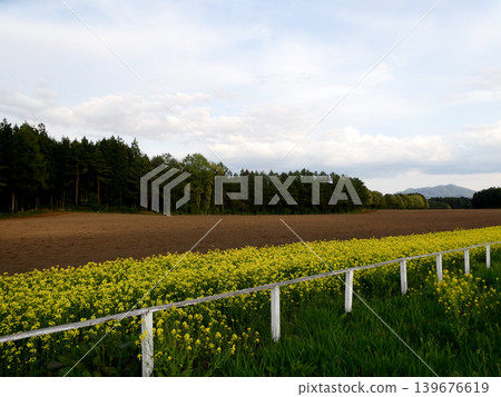 The rapeseed field and tilled soil where dent corn will be planted at Koiwai Farm. The rapeseed field and tilled soil where dent corn will be planted at Koiwai Farm. 139676619