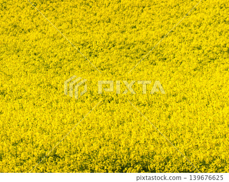 蛋捲、戈白林掛毯和油菜花 蛋捲、戈白林掛毯和油菜花 139676625