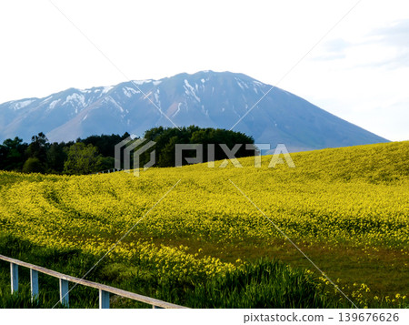 The rapeseed fields of Koiwai Farm and the blue shadow of Mount Iwate. The rapeseed fields of Koiwai Farm and the blue shadow of Mount Iwate. 139676626
