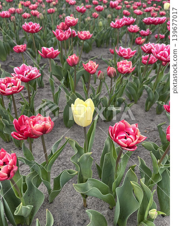 Yellow tulip standing out in vibrant red field, concept of individuality and contrast 139677017