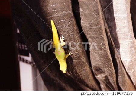 Hawaiian yellow gecko: Gold Dust Day Gecko Hawaiian yellow gecko: Gold Dust Day Gecko 139677156