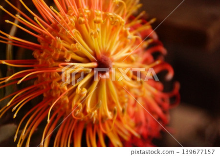 Close-up of the Hawaiian tropical flower, the pincushion protea. Close-up of the Hawaiian tropical flower, the pincushion protea. 139677157