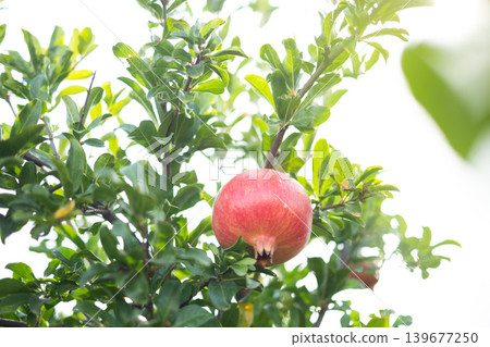 Ripe pomegranate hanging on lush green branches in sunlight Ripe pomegranate hanging on lush green branches in sunlight 139677250