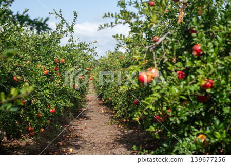 Lush pomegranate orchard pathway with vibrant red fruits under blue sky Lush pomegranate orchard pathway with vibrant red fruits under blue sky 139677256
