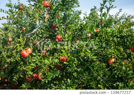 Lush pomegranate orchard with ripening fruit under clear blue sky 139677257