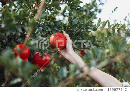 Hand picking pomegranate from tree in lush greenery Hand picking pomegranate from tree in lush greenery 139677342