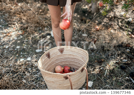 Woman harvesting fresh pomegranates in orchard on a sunny day 139677346