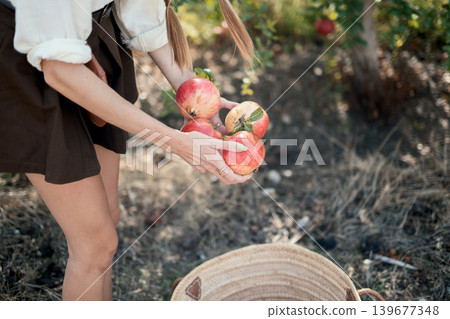 Woman harvesting fresh pomegranates in orchard Woman harvesting fresh pomegranates in orchard 139677348