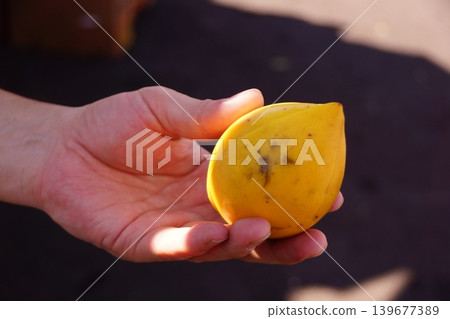 在夏威夷的市場上,一隻手正在品嚐稀有的熱帶水果。 在夏威夷的市場上,一隻手正在品嚐稀有的熱帶水果。 139677389