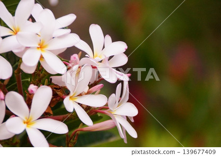 Close-up of a white plumeria flower in Hawaii Close-up of a white plumeria flower in Hawaii 139677409
