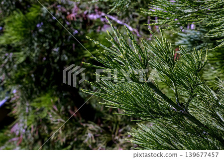 Young spring shoots of a giant sequoia. The needles of the giant sequoia, or Sierra de jasmine, shimmer in the sun. 139677457