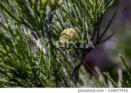 A close-up of young spring shoots and a cone of a giant sequoia. The needles of the giant sequoia, or Sierra de jasmine, shimmer in the sun. 139677458
