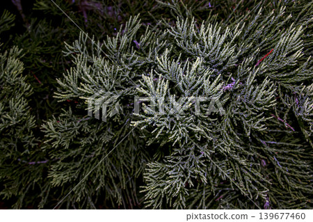 Close-up of the evergreen foliage of the Giant Sequoia or Sequoiadendron giganteum in bright sunlight. Close-up of the evergreen foliage of the Giant Sequoia or Sequoiadendron giganteum in bright sunlight. 139677460