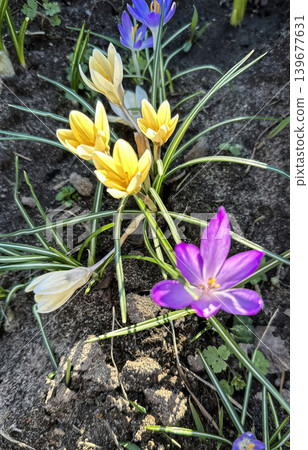 Colorful yellow and purple crocus flowers, spring bloom, close-up 139677631