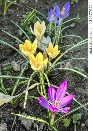 Colorful yellow and purple crocus flowers, spring bloom, close-up 139677633