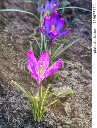 Colorful yellow and purple crocus flowers, spring bloom, close-up 139677634