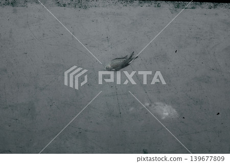 Lonely fish in murky water with grunge textured background 139677809