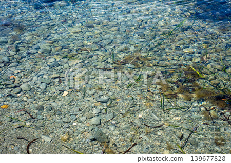 Clear shallow waters with stones and seaweed in sunlight Clear shallow waters with stones and seaweed in sunlight 139677828